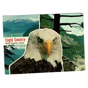 Eagle Country British Columbia Canada Postcard Bald Scenic Landscape Wildlife